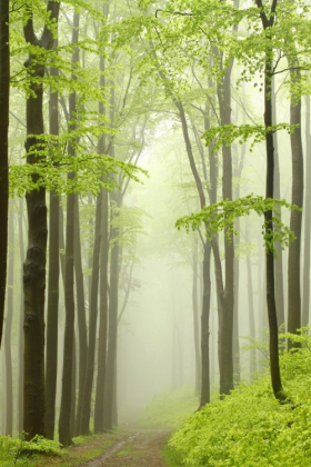 Ảnh chụp rừng cây sồi bao quanh bởi sương mù