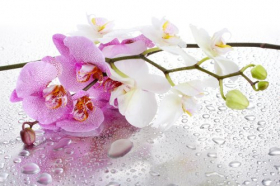 Ảnh chụp hoa phong lan màu hồng và trắng với giọt nước