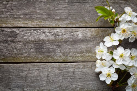 Ảnh chụp Hoa mùa xuân - Hoa Anh Đào trên nền gỗ