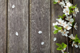 Ảnh chụp Hoa mùa xuân - Hoa Mận trên nền gỗ