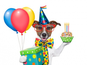 Ảnh sinh nhật chú chó với quả bóng bay và bánh cupcake