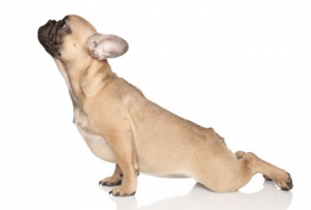 Ảnh chụp chú chó Bulldog Pháp trong động tác yoga trên nền trắng