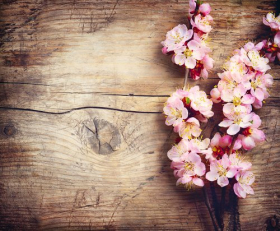 Ảnh chụp hoa mùa xuân trên nền bằng gỗ