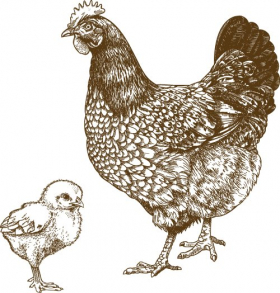  Vector minh hoạ gà mẹ và gà con trên nền trắng