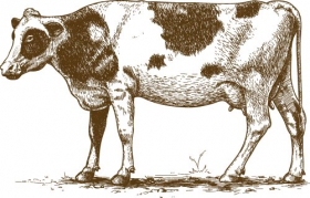 Vector minh họa hình con bò trên nền trắng