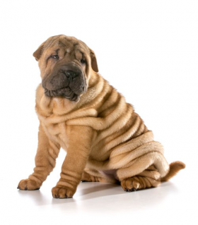 shar pei  Thư viện stock vector đẹp miễn phí