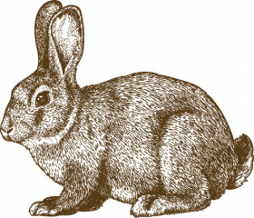 Vector minh hoạ của con thỏ khắc trên nền trắng