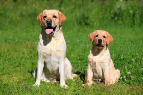 Hình ảnh chó mẹ Labrador và chó con đang ngồi