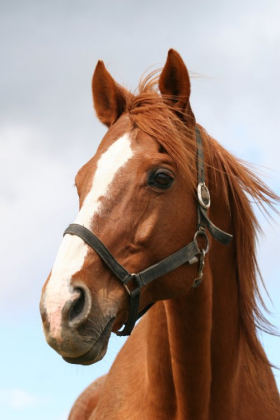 Ảnh chụp đầu của một con ngựa