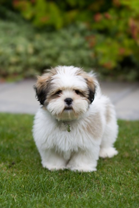 Hình ảnh chú chó Lhasa trên bãi cỏ