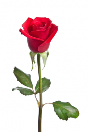 Ảnh chụp hoa hồng đỏ xinh đẹp được tách ra trên nền trắng