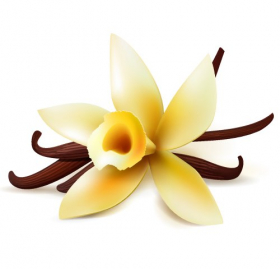 Vector hoa vanilla và vỏ quả 