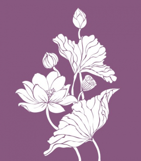 Vector hoa sen trắng trên nền màu tím 
