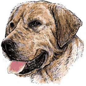 Vector hình ảnh của chú chó Labrador Retriever
