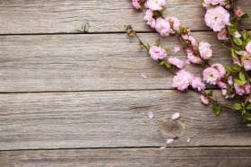 Hình ảnh Nhánh hoa mùa xuân trên nền gỗ xám