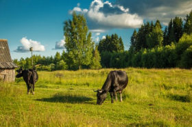 Ảnh chụp con bò trên một đồng cỏ xanh.