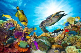 Ảnh chụp san hô đầy màu sắc với nhiều loài cá và rùa biển