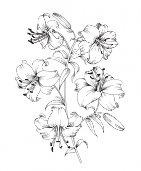 Vector hoa lily nở trên nền trắng.