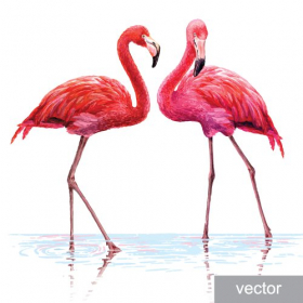 Vector Chim hồng hạc màu hồng