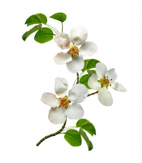 Ảnh nhánh hoa lê trắng tách biệt trên nền trắng