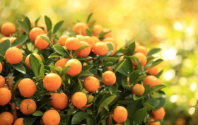 Ảnh trái cam quýt trên cây