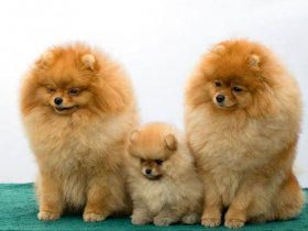 Hình ảnh ba con chó pomeranian