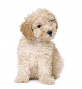 Hình ảnh chú chó Poodle puppy  9 tuần tuổi trên nền trắng