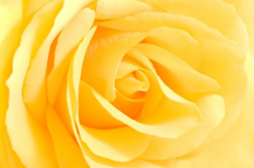 Hình ảnh Hoa hồng vàng nhìn cận cảnh - hình ảnh ngang