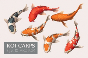 Vector bộ cá chép đẹp và đầy màu sắc