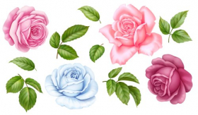 Hình ảnh hoa hồng, đỏ, xanh dương và lá trên nền trắng.