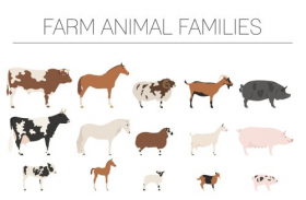 Vector bộ sưu tập gia đình nông trại. Gia súc, cừu, lợn, ngựa, dê ..