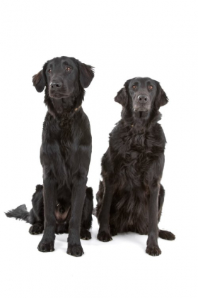 Hình ảnh  hai con chó Flat Coated Retriever đang ngồi 