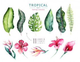 Hình ảnh các cây trồng nhiệt đới