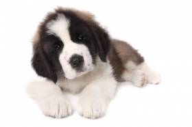 Hình ảnh chó Puppy đáng yêu nằm trên nền trắng