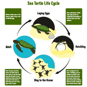 Vector mô hình vòng đời của con rùa biển với tất cả các giai đoạn