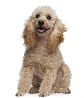 Hình ảnh chó Poodle, 9 tuổi, đang ngồi trước nền trắng
