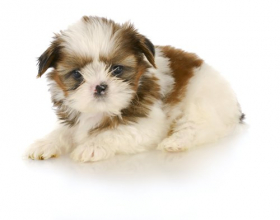 Hình ảnh chó puppy nằm xuống trên nền trắng - 6 tuần tuổi