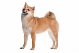 Hình ảnh chó Shiba Inu của Nhật Bản