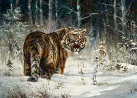 Ảnh chụp con hổ vào mùa đông 
