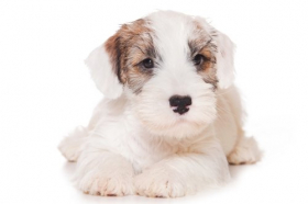 Hình ảnh chú chó Sealyham Terrier tách biệt trên màu trắng