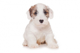 Hình ảnh chú chó Sealyham Terrier tách biệt trên nền trắng